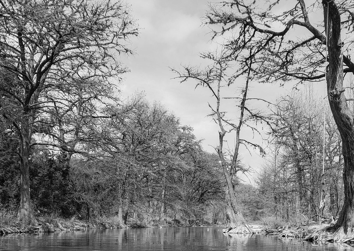 Frio River Cypress — cypress trees lining the Frio River Texas, salt print original by Jon Canis
