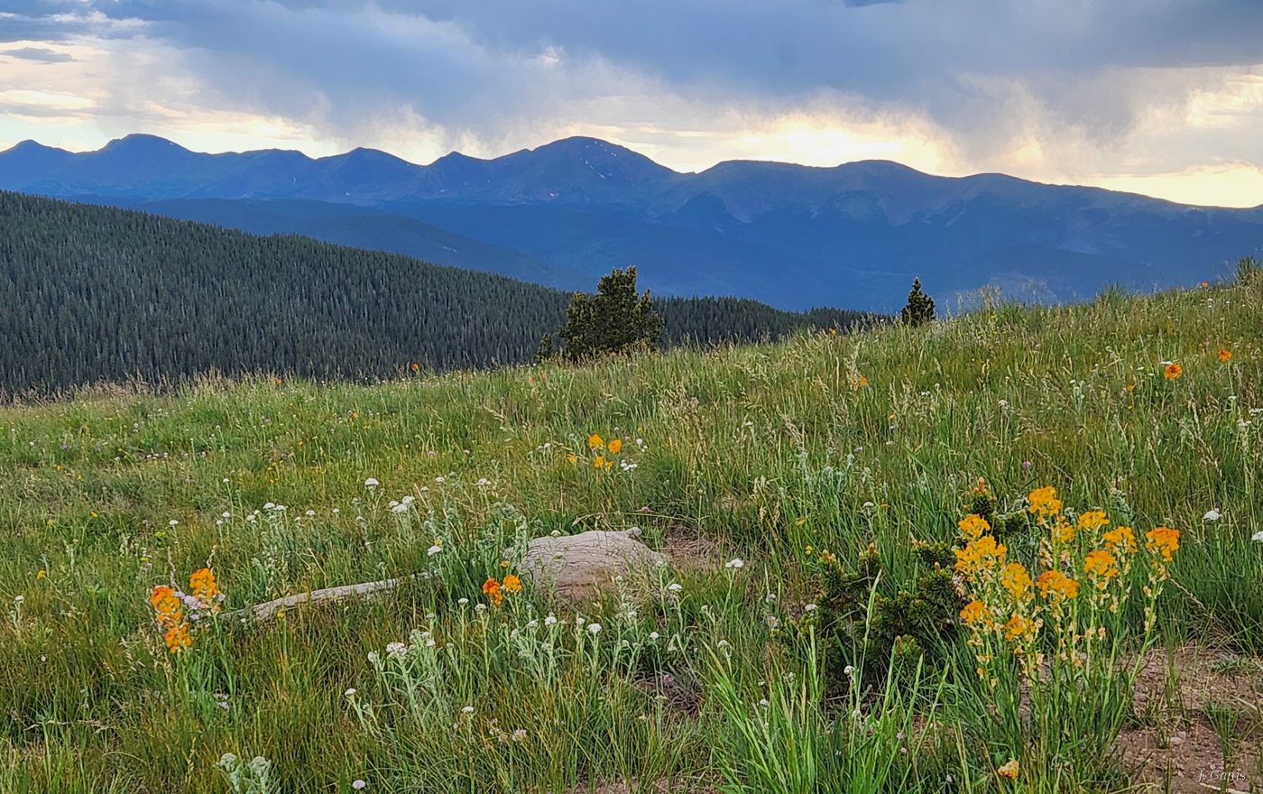 Mountain Wildflowers — orange and yellow wildflowers on a high Colorado meadow with layered Rocky Mountains behind, photography by Jon Canis