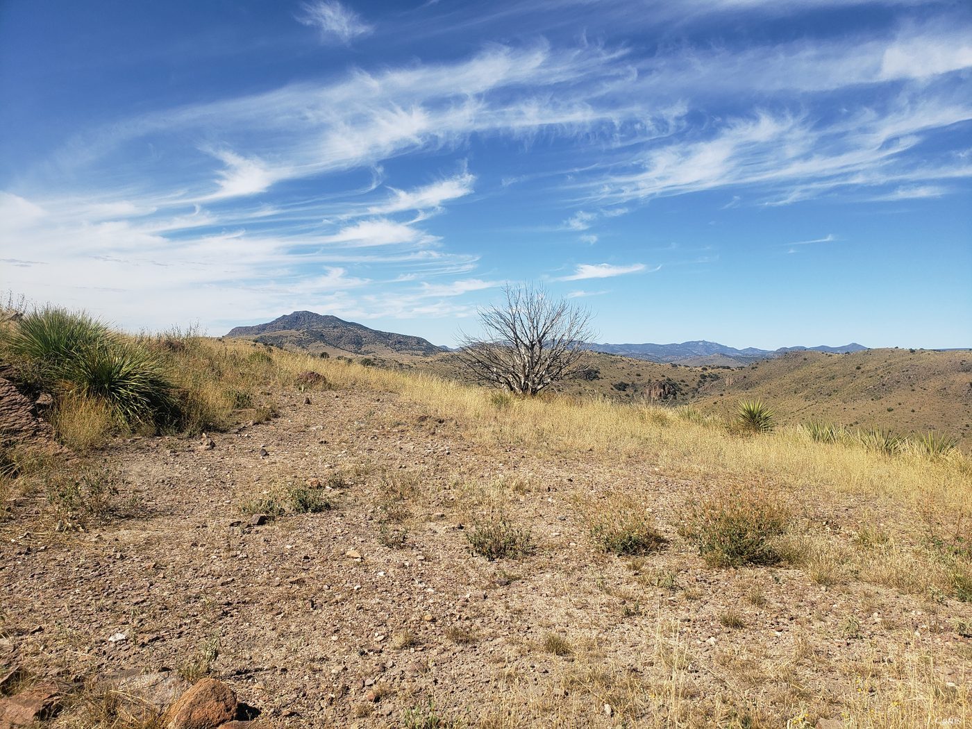 Davis Mountains Tree — lone tree in West Texas Davis Mountains landscape, photography by Jon Canis